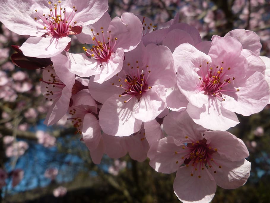 flower, flora, nature, cherry, branch, petal, springtime, freshness HD wallpaper