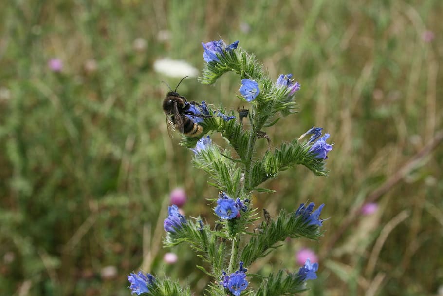 Hummel, Nature, Insect, Close, Garden, flora, blossom, bloom HD wallpaper