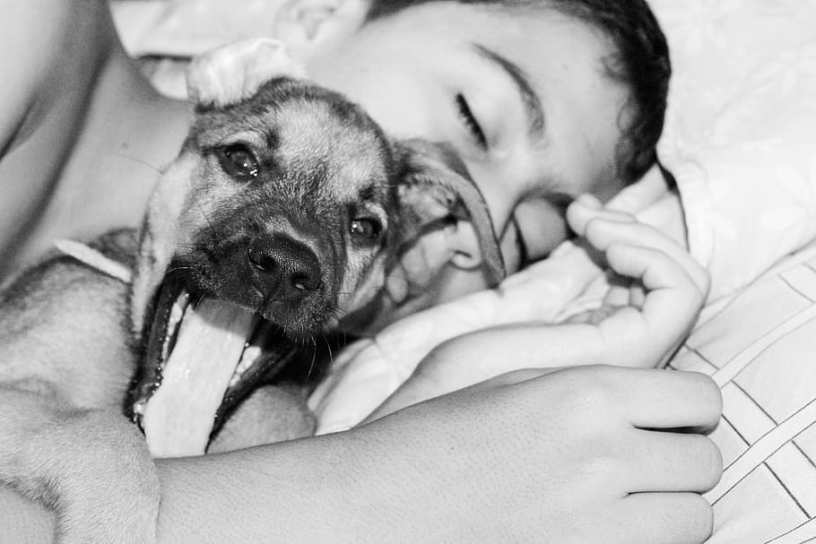 untitled, sleeping, dog, kid, canine, domestic, one animal HD wallpaper