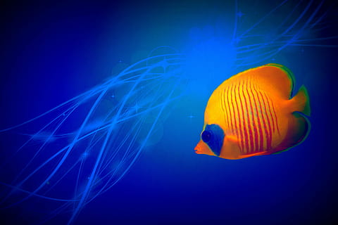 orange and blue fish illustration, small fish, tropical, abstract HD wallpaper