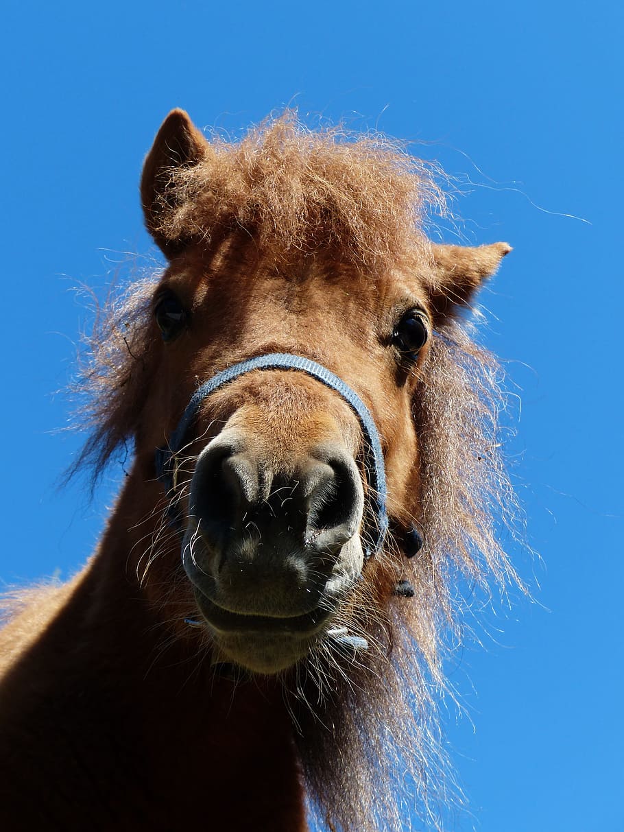 Shetland Pony, Head, funny, wuschelig, hairy, fur, horse, animal, HD wallpaper