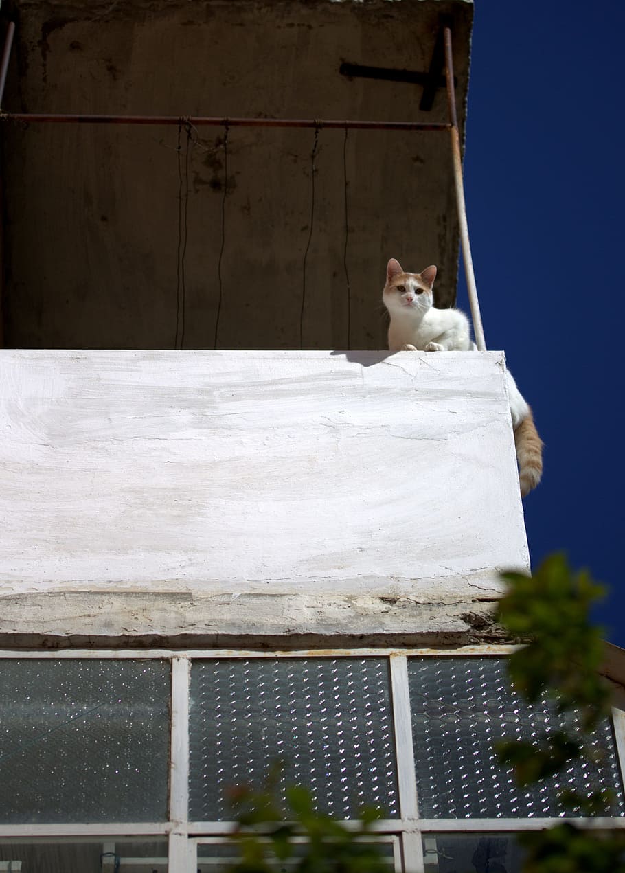 cat, balcony, height, white, one animal, animal themes, mammal HD wallpaper