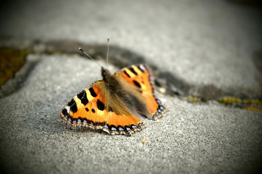 Butterfly, Wings, Insect, Coloring, Path, one animal, animal themes HD wallpaper