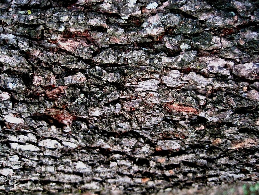 bark, tree, rough, textured, patterned, browns red browns, backgrounds HD wallpaper