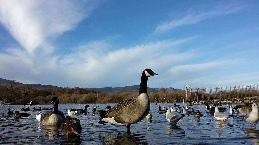 canada geese, lake, ducks, waterfowl, wildlife, birds, goose, HD wallpaper