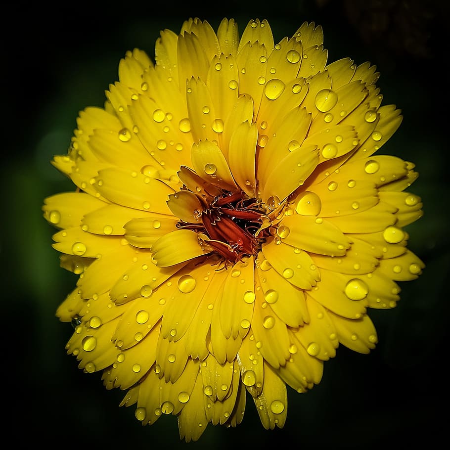 flower, yellow, nature, botany, beauty, beautiful, color, freshness HD wallpaper