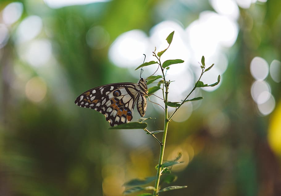 butterfly, insect, green, leaf, plant, nature, blur, invertebrate HD wallpaper
