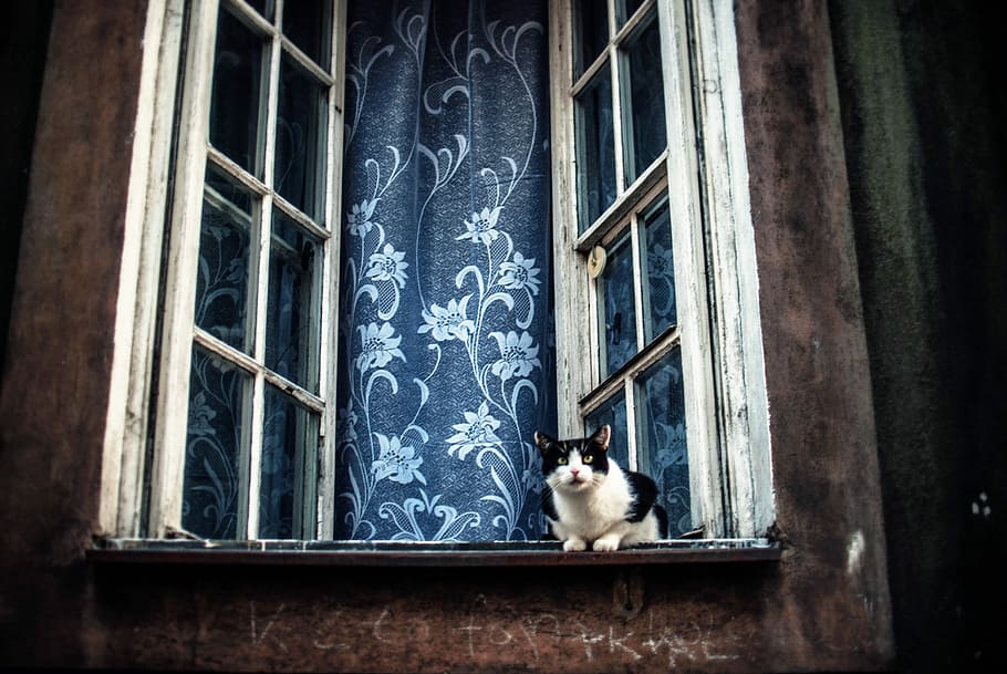 white and black cat leaping on opened window, tuxedo cat on window, HD wallpaper