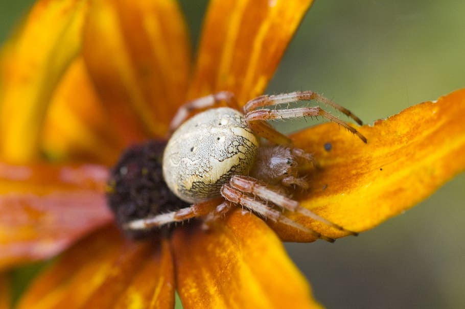 nature, spider, flower, plant, one animal, animal themes, close-up HD wallpaper