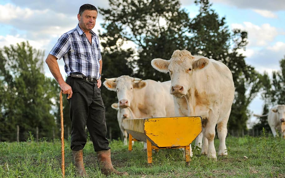 man standing near animal, agriculture, cane, cattle, cows, farm HD wallpaper