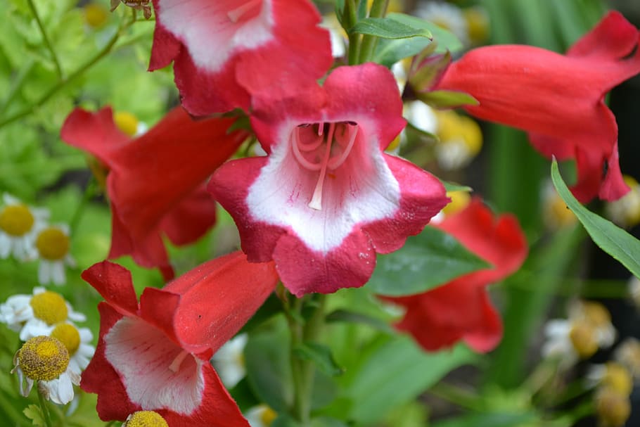 Penstemon, White, Flower, Close-Up, red, nature, garden, petal HD wallpaper
