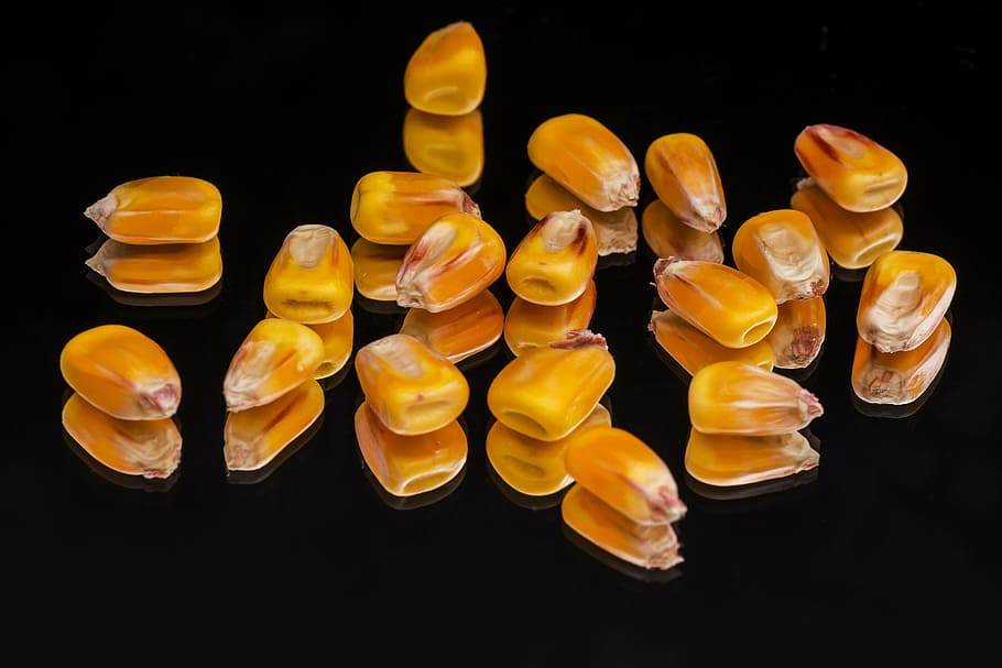 brown beads, corn, plant, mag, crop, yellow, black, mirror HD wallpaper