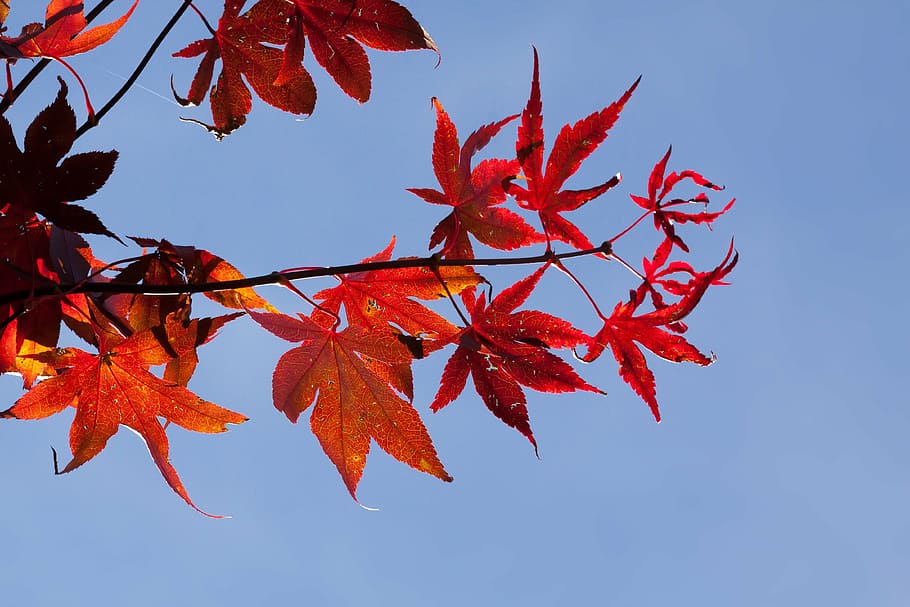 maple, autumn, leaf, red, leaves, coloring, bright, fall color HD wallpaper