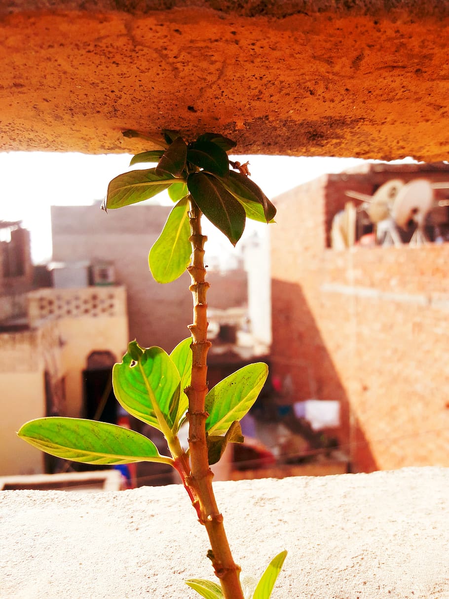 random, photo aid, passion, leaf, plant part, nature, architecture HD wallpaper