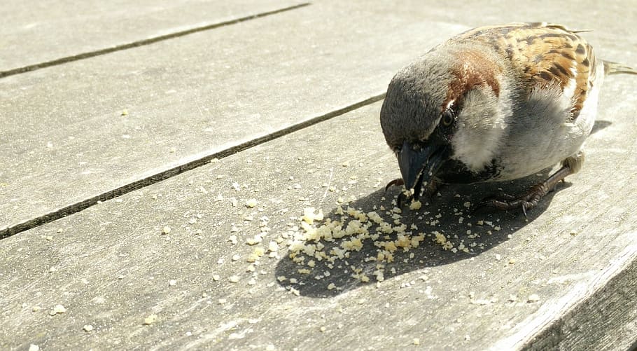 Eurasian tree sparrow eating on gray wooden surface during daytime HD wallpaper