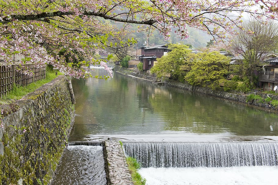 body of water between islands, sakura, river, kyoto, cherry, tree, HD wallpaper