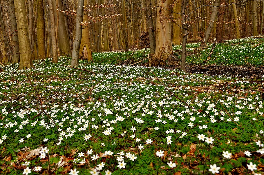 anemones, forest, spring, nature, plant, tree, land, growth HD wallpaper