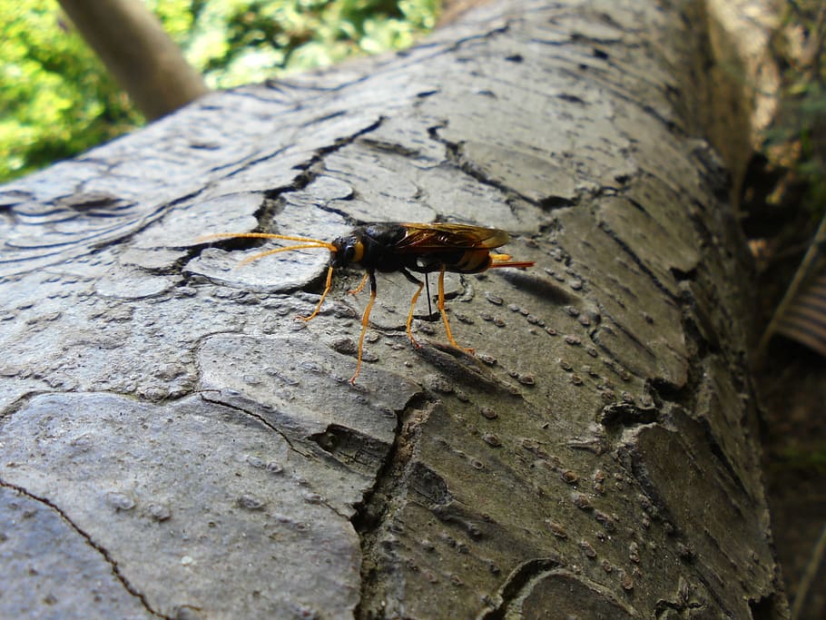 insect, tree bark, nature, wood, brown, trunk, natural, bug HD wallpaper