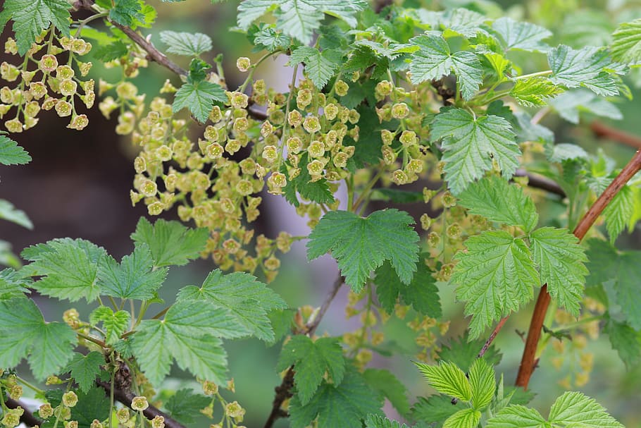 spring, currant, nature, green, bloom, living nature, black currant HD wallpaper