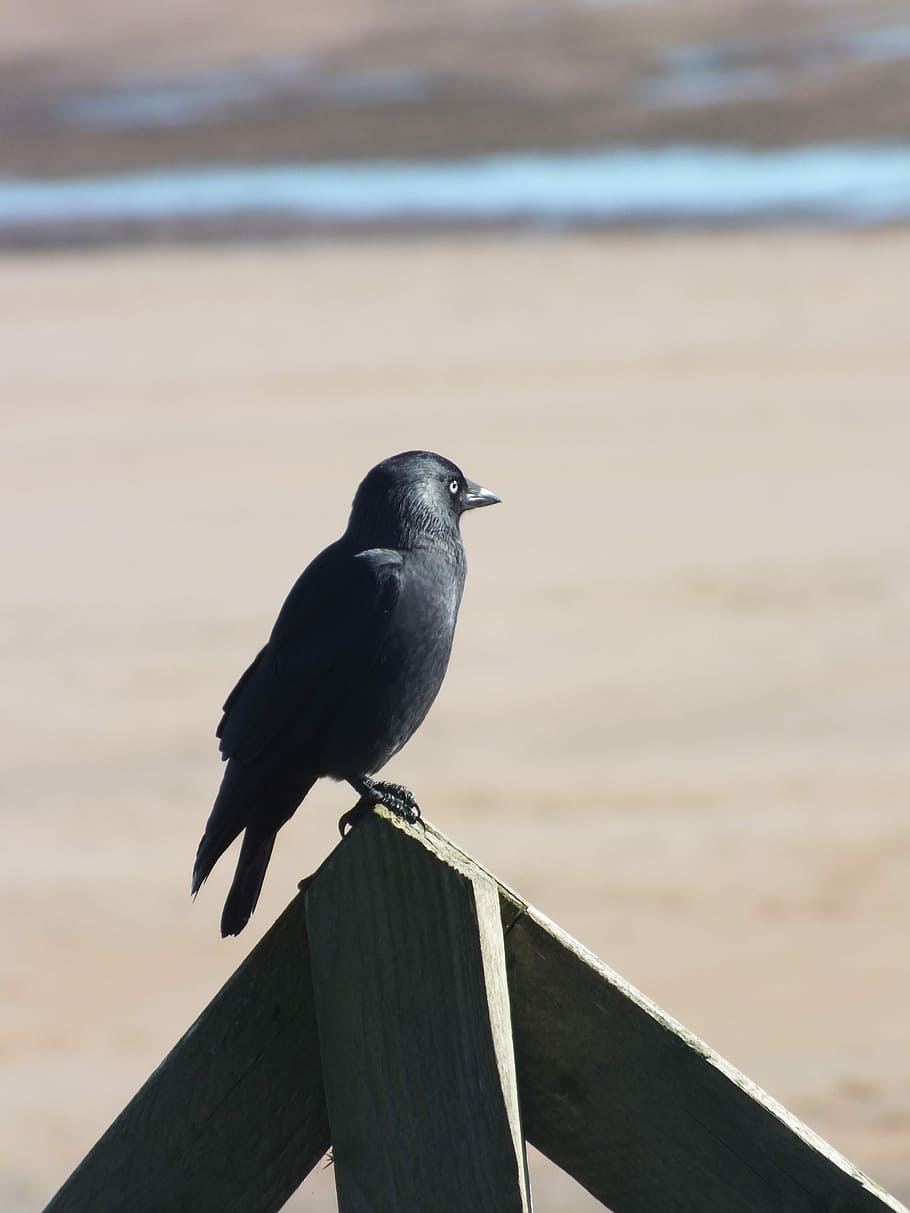 Crow, Bird, Nature, Alnmouth, black, northumberland, one animal HD wallpaper