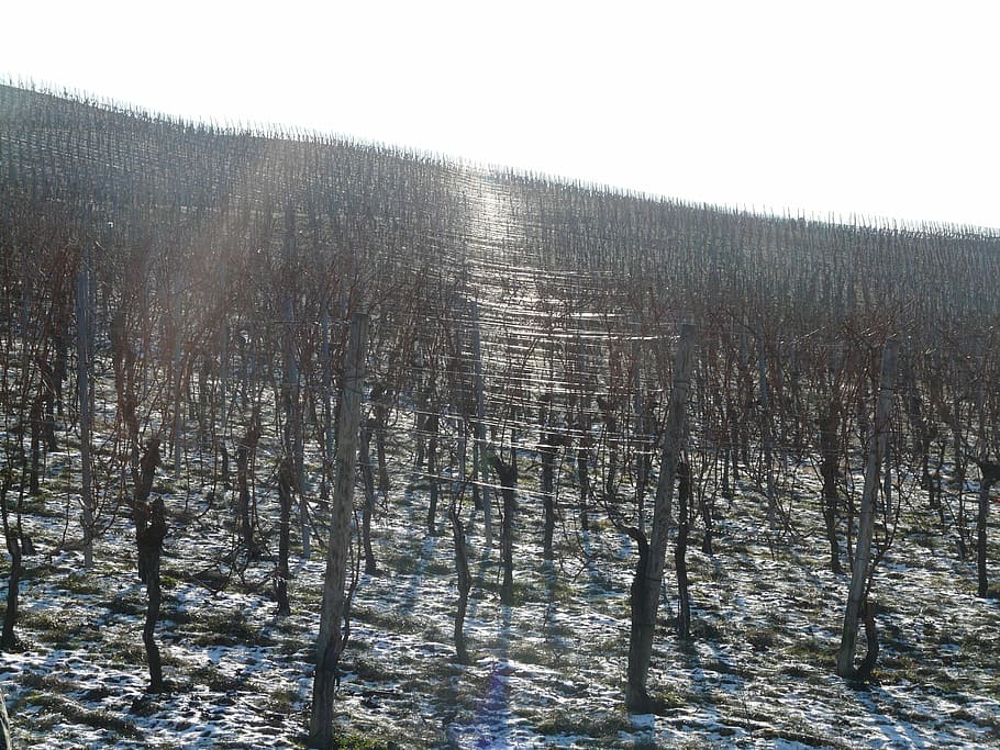 Vineyard, Winter, Back Light, Wintry, cold temperature, snow HD wallpaper