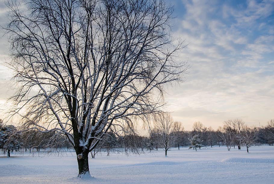 Leafless Tree Covered in Snow, branches, clouds, cold, dawn, early morning HD wallpaper