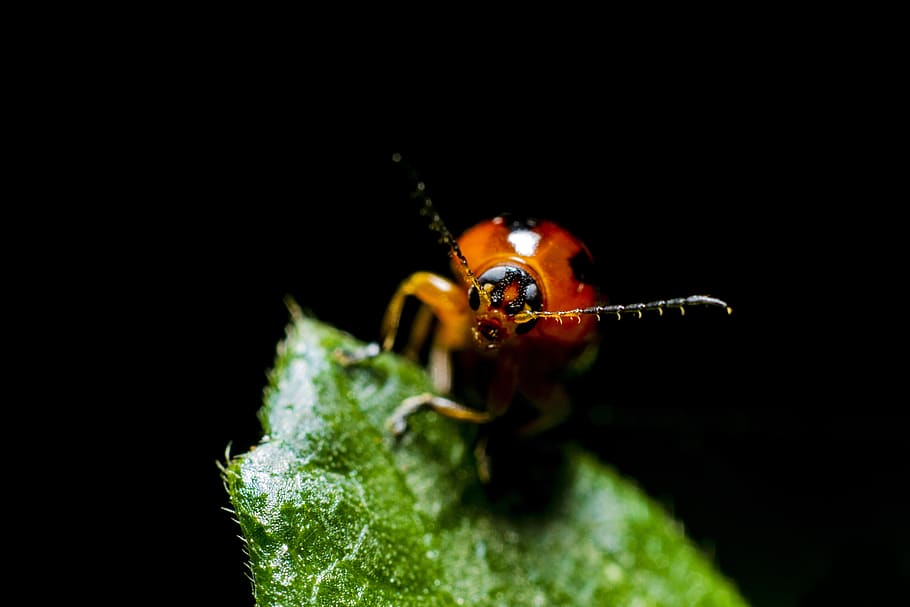 green, leaf, blur, dark, beetle, bug, one animal, black background HD wallpaper