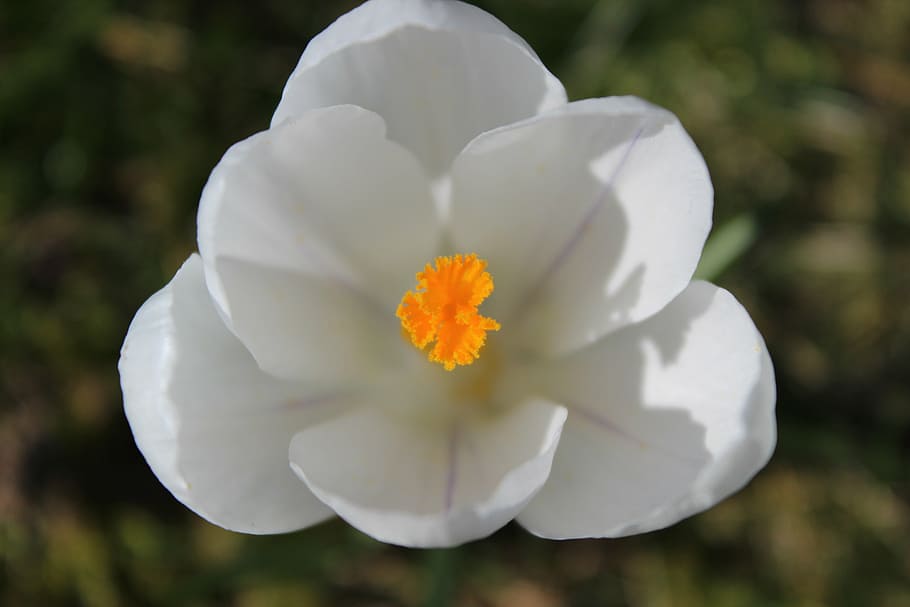 crocus, spring, flower, flowering plant, vulnerability, fragility HD wallpaper