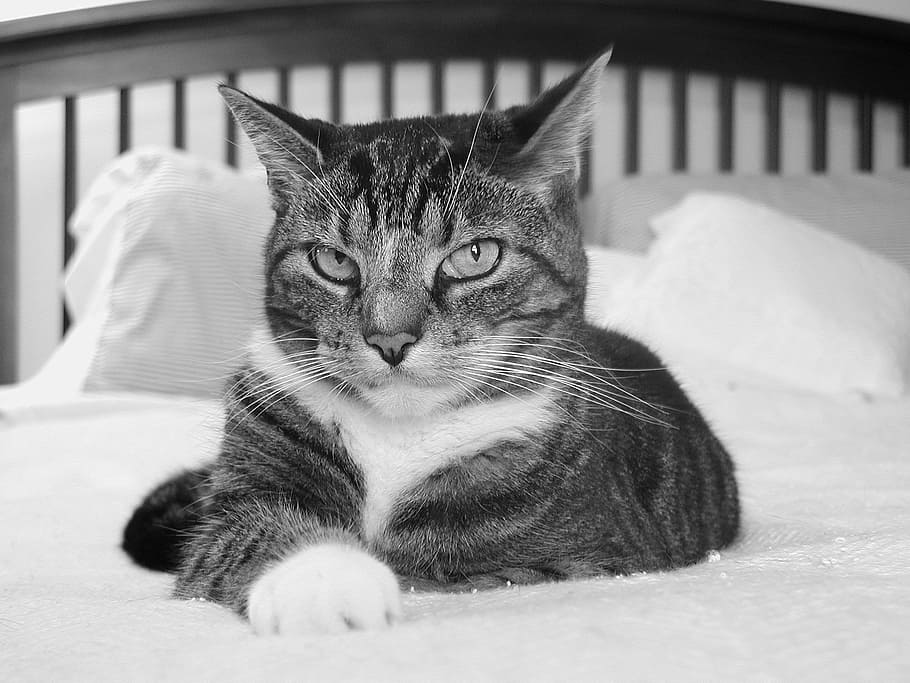 grayscale photography of cat sitting on bed mattress, cat in bed HD wallpaper