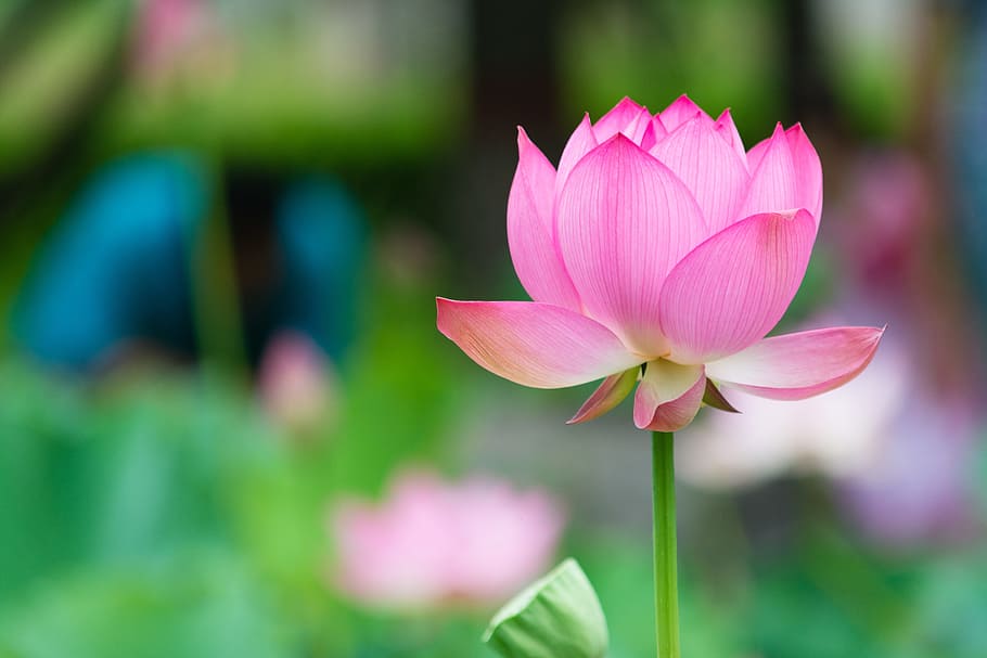 pink petaled flower selective focus photo, lotus flower, bokeh HD wallpaper