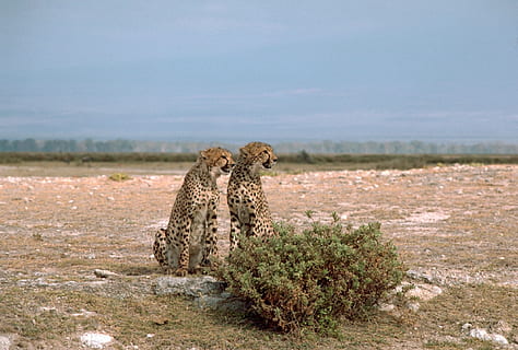 cheetahs, cats, two, pair, big, wild, sitting, wildlife, nature HD wallpaper