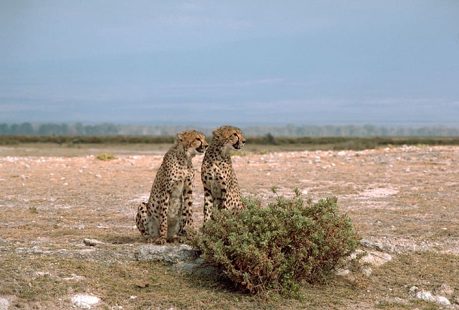 cheetahs, cats, two, pair, big, wild, sitting, wildlife, nature HD wallpaper