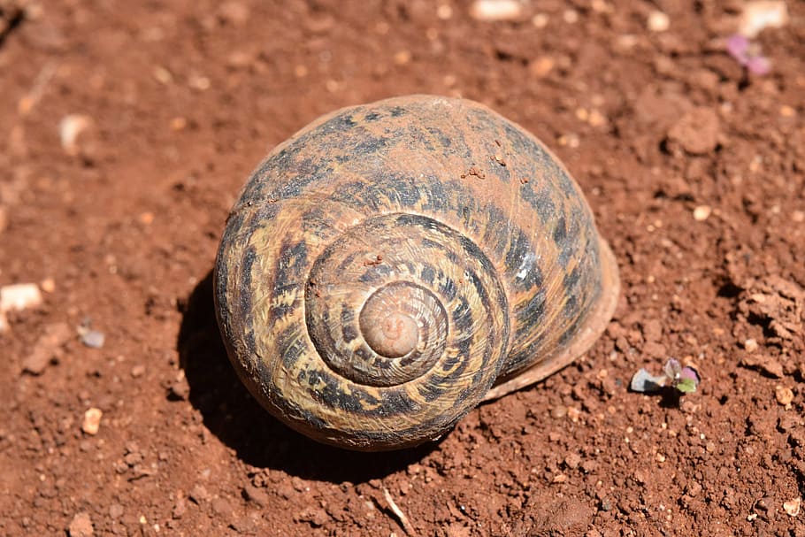 shell, earth, snail, spiral, close, nature, sun, dirty, empty HD wallpaper