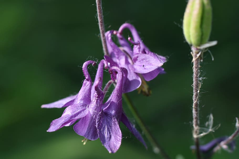 Columbine, Spring, Blossom, Bloom, flowers, garden, tender HD wallpaper