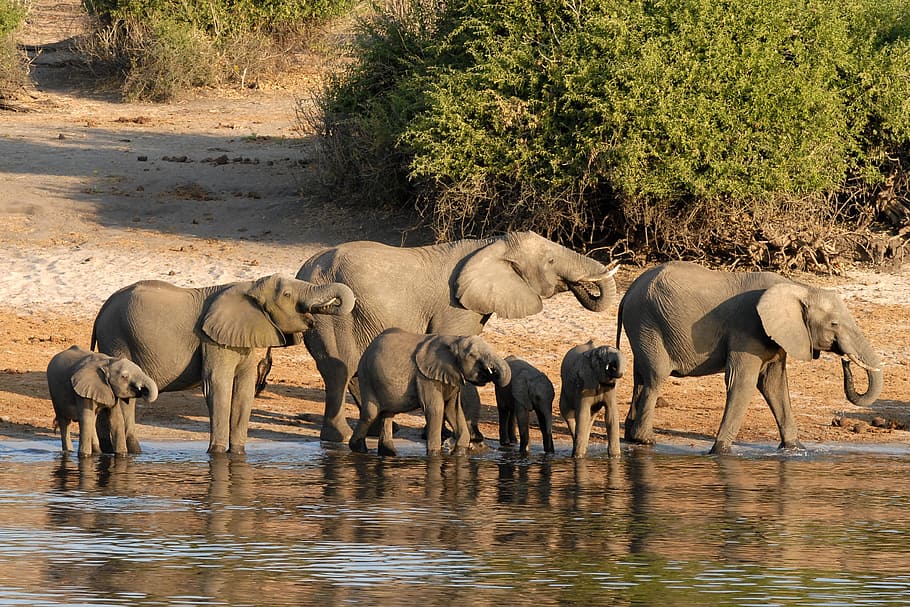 gray elephants on body of water near green leafed plants at daytime HD wallpaper