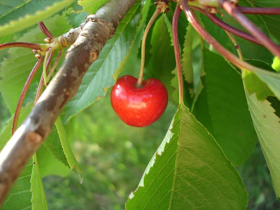 Cherry, Tree, Fruit, red, leaf, food and drink, green color HD wallpaper