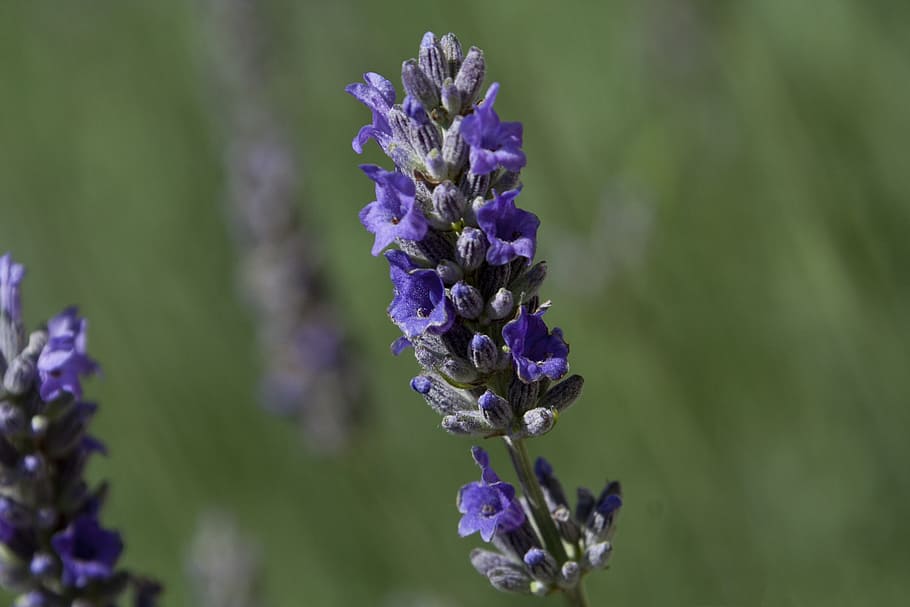 lavender, flower, nature, flowering plant, purple, vulnerability HD wallpaper