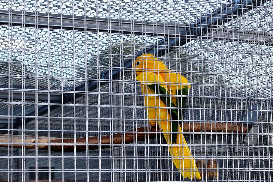 captivity, cage, bird cage, parakeet, gold parakeet, plumage HD wallpaper