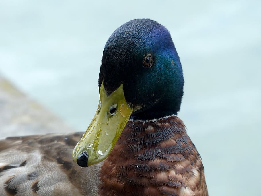 Drake, Close, Head, one animal, animals in the wild, animal wildlife HD wallpaper