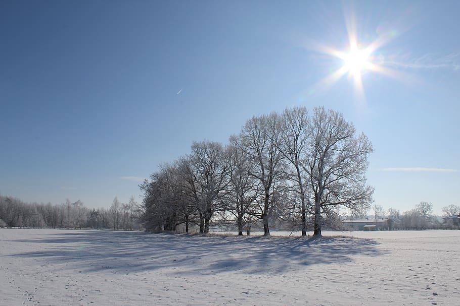 winter, sun, blue, trees, nature, cold, landscape, heaven, snow HD wallpaper