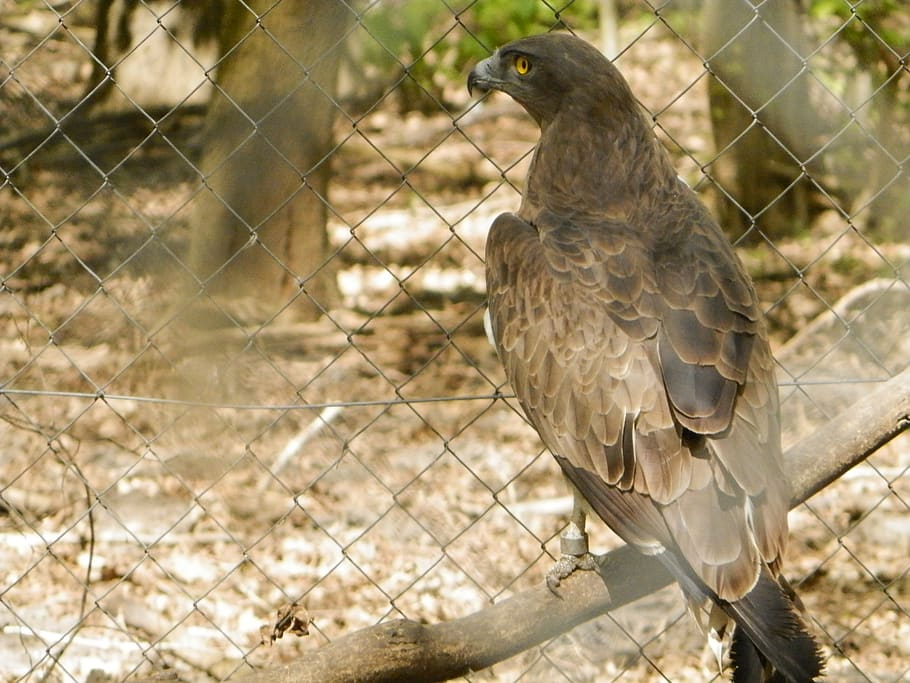 osprey, bird, zoo, animal wildlife, animal themes, animals in the wild HD wallpaper