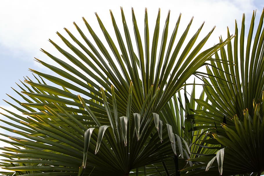 green leaf plant under white clouds at daytime, fan palm, hand shaped HD wallpaper