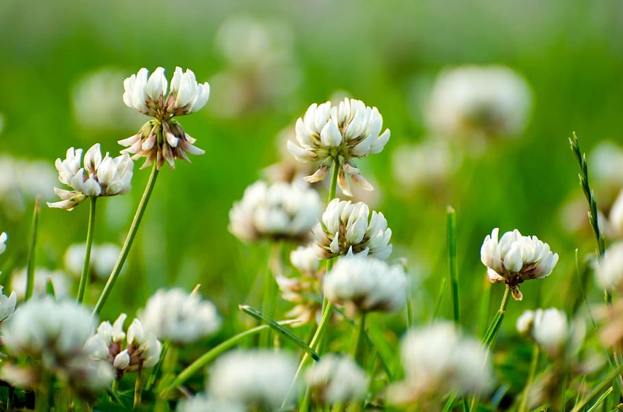 plant, flower, leaves, leaf, green, macro, botanic, floral HD wallpaper
