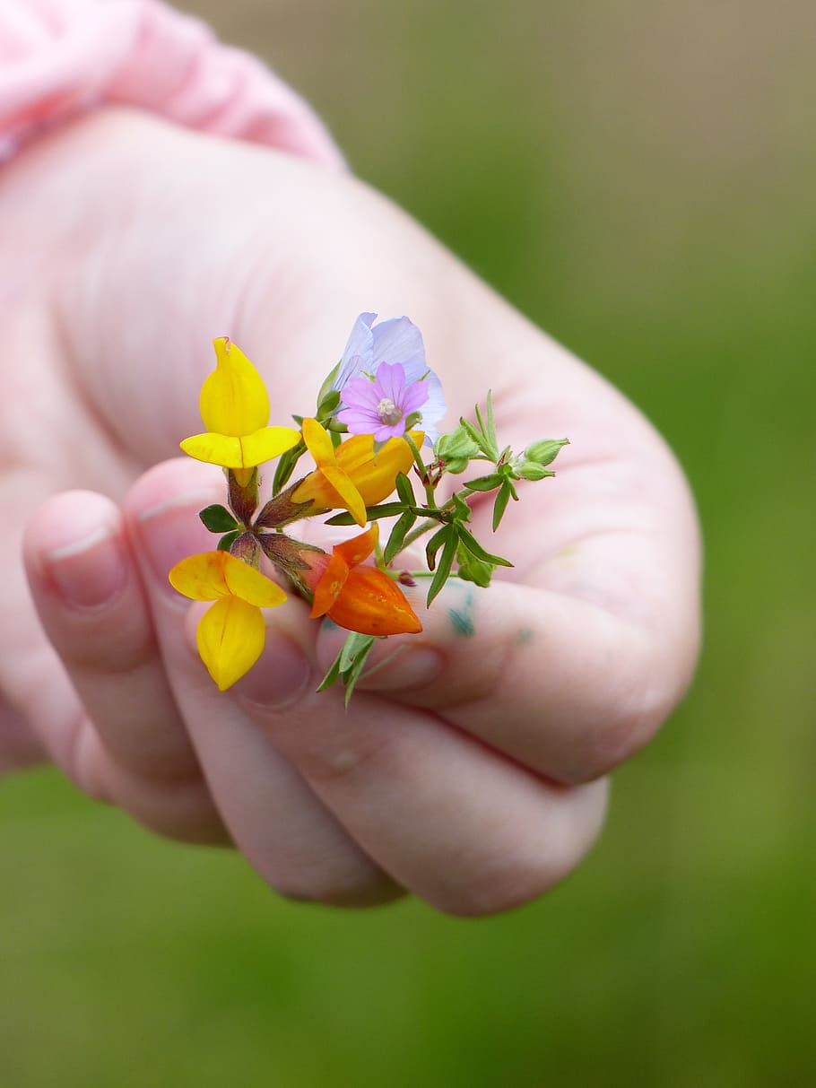 Flowers, Hand, offer, human body part, human hand, one person HD wallpaper