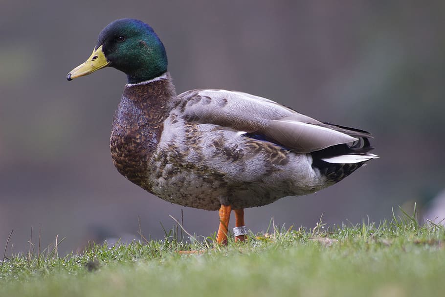 Easter, Duck, Portrait, bird, one animal, animals in the wild HD wallpaper