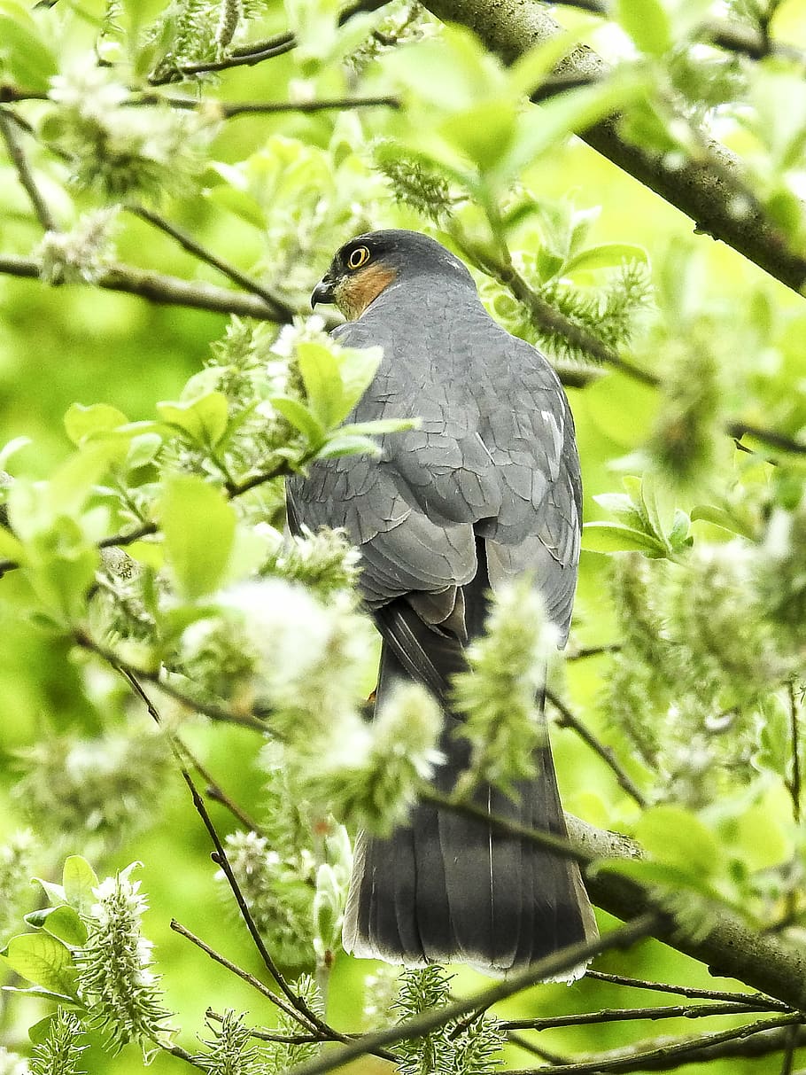 sperber, raptor, bird, nature, animal, animal themes, animal wildlife HD wallpaper