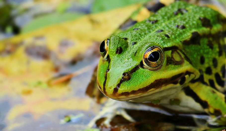 Hd Wallpaper Closeup Photography Of Green Frog Pond Water Amphibian Frog Pond Wallpaper Flare