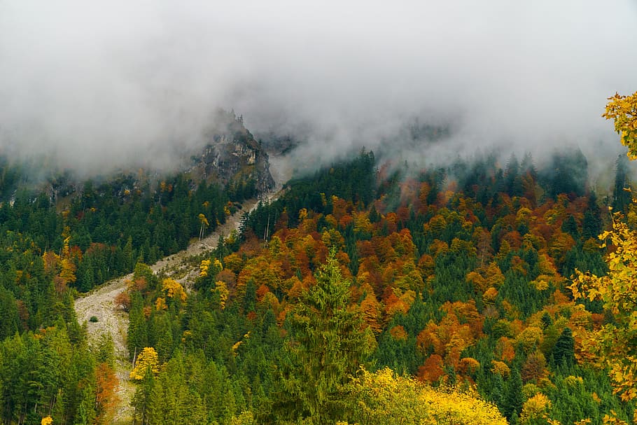 fog, oberstdorf, trees, forest, suedallgaeu, mountains, landscape HD wallpaper