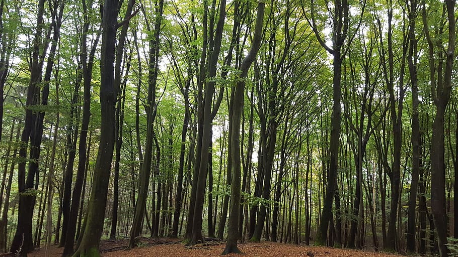 forest, green, nature, tree, leaf, deciduous forest, hardwood HD wallpaper