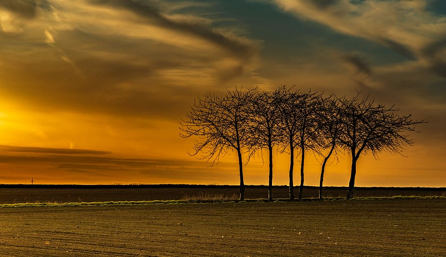 withered trees near road and field, sunset, dawn, nature, dusk HD wallpaper